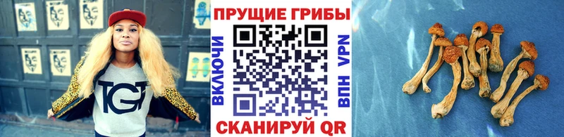 Галлюциногенные грибы Psilocybe  наркота  Касимов 